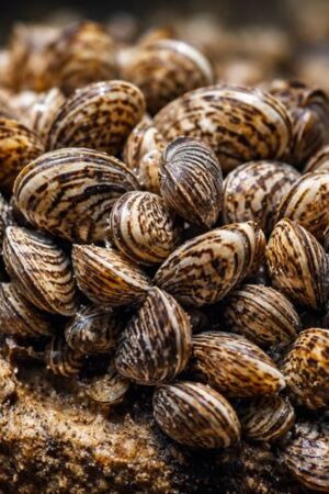 O Mexilhão Zebra tem vindo a espalhar-se na Península Ibérica